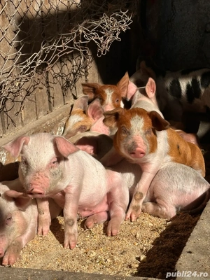 Vand 12 purcei  - imagine 2