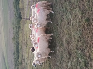 Vând 16 oi tinere  - imagine 2 Vând 16 oi tinere  - imagine 2