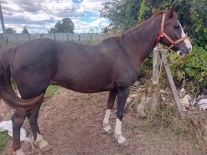 Iapă tânără pierdută