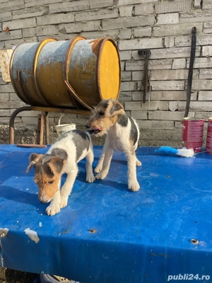 Vand cateii Fox Terrier 3 culori