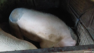 scroafa 330-350 kg - imagine 2