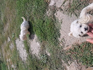 Căței bizoni deparazitați vaccinati