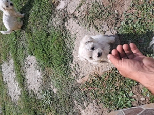 Căței bizoni deparazitați vaccinati - imagine 2 Căței bizoni deparazitați vaccinati - imagine 2