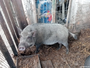 Vând porc vietnamez 