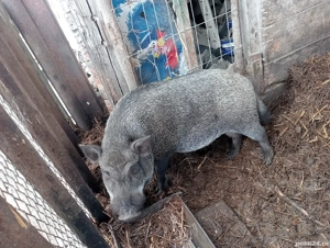 Vând porc vietnamez  - imagine 2