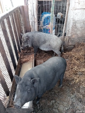 Vând porc vietnamez  - imagine 3