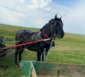 Vand noatin 2 ani si 4 luni - imagine 2