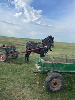 Vand noatin 2 ani si 4 luni