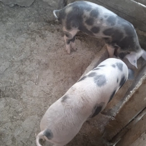 Grăsuni de vânzare 