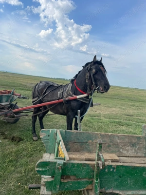 Vand noatin 2 ani si 4 luni - imagine 3