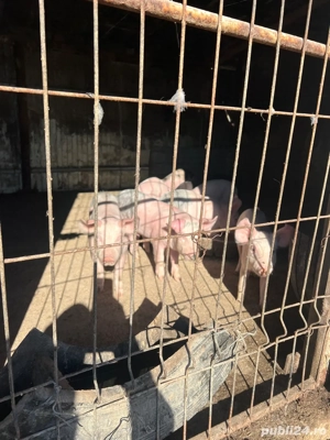 Purcei de vanzare - imagine 2