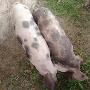 Grăsuni de vânzare  - imagine 3 Grăsuni de vânzare  - imagine 3