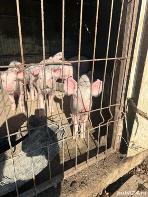Purcei de vanzare - imagine 4