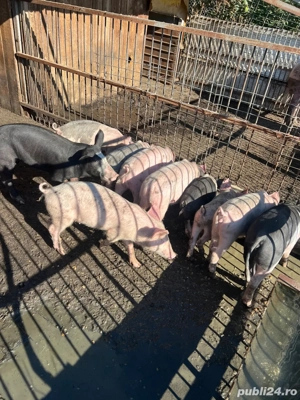 Purcei de vanzare - imagine 5