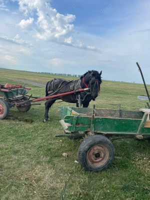 Vand noatin 2 ani si 4 luni - imagine 4