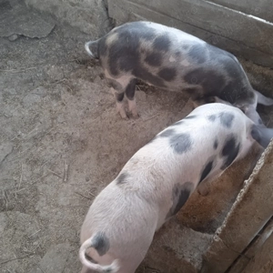 Grăsuni de vânzare  - imagine 2 Grăsuni de vânzare  - imagine 2