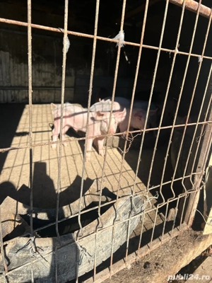 Purcei de vanzare - imagine 3