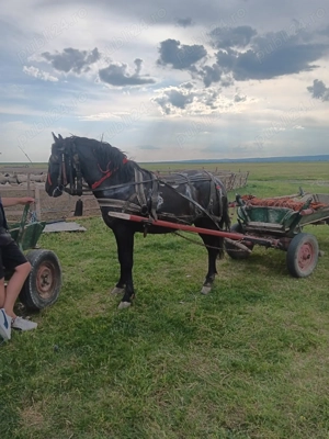 Vand noatin 2 ani si 4 luni - imagine 5