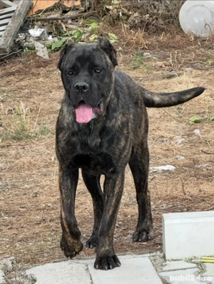 Femela Cane Corso Tigrata cu Pedigree - imagine 3