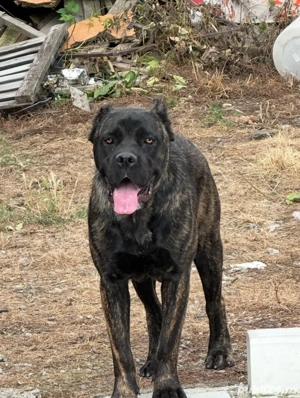 Femela Cane Corso Tigrata cu Pedigree - imagine 4