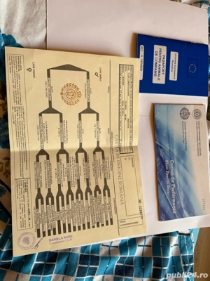 Femela Cane Corso Tigrata cu Pedigree