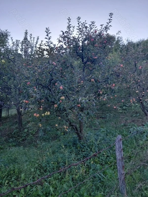 Livadă cu meri de vânzare  - imagine 3