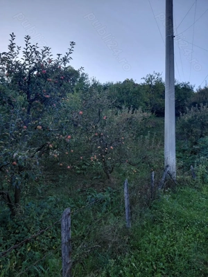 Livadă cu meri de vânzare  - imagine 2