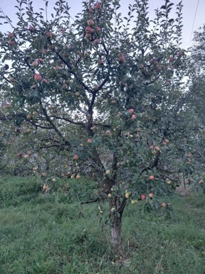 Livadă cu meri de vânzare  - imagine 4