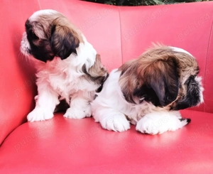 Disponibili pentru rezervare, pui shih tzu