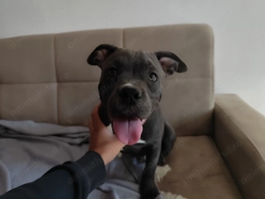 Disponibil Mascul American Bully 