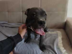 Disponibil Mascul American Bully  - imagine 3
