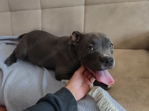 Disponibil Mascul American Bully  - imagine 2