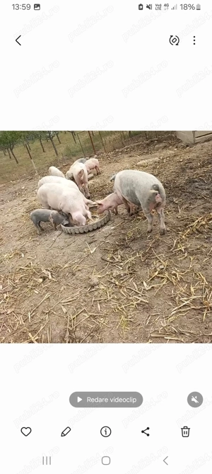 Vând porcii la 130 de kg