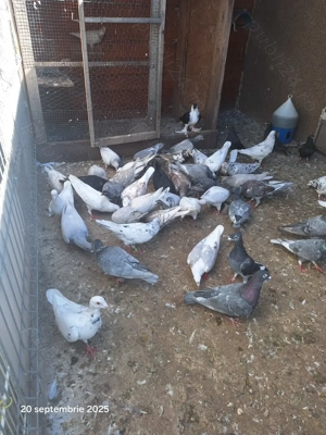 Porumbei voiajori - imagine 2