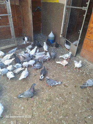 Porumbei voiajori - imagine 4