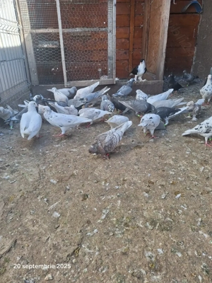 Porumbei voiajori - imagine 3