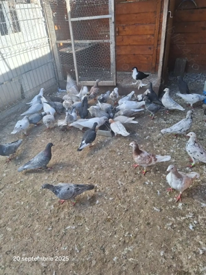 Porumbei voiajori - imagine 5