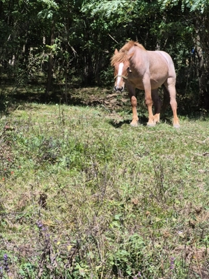 Vând mânză de un an jumate - imagine 4 Vând mânză de un an jumate - imagine 4