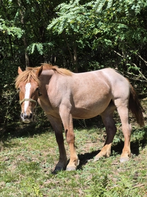 Vând mânză de un an jumate
