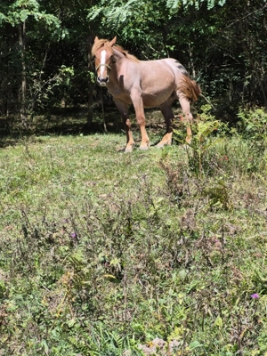 Vând mânză de un an jumate - imagine 3 Vând mânză de un an jumate - imagine 3