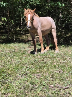 Vând mânză de un an jumate - imagine 2 Vând mânză de un an jumate - imagine 2