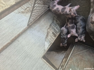 Vand purcei  - imagine 2 Vand purcei  - imagine 2