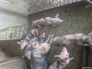 Vand purcei  - imagine 3 Vand purcei  - imagine 3