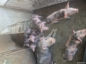 Vand purcei  - imagine 4 Vand purcei  - imagine 4