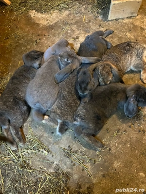 vand iepuri - imagine 4