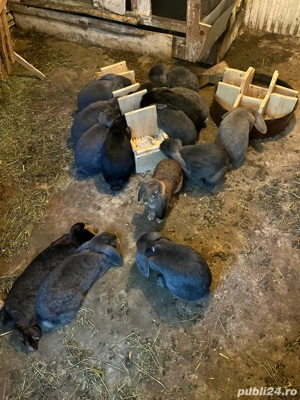 vand iepuri - imagine 2