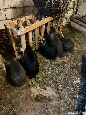 vand iepuri - imagine 5