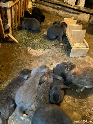 vand iepuri - imagine 3