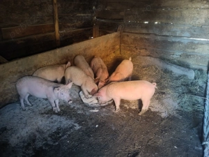 Purcei rasa marele alb  - imagine 3