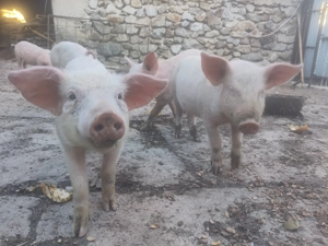 Purcei rasa marele alb  - imagine 2